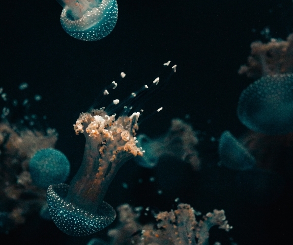 photo of jellyfish on a dark background